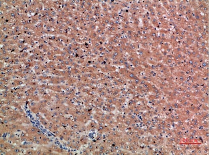 Chordin Polyclonal Antibody – Figure 1 of 2