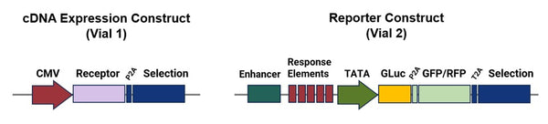 RIG-1/ISRE Reporter Lentivirus Set – Figure 1