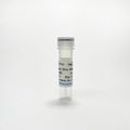 InVivo Anti-Human CTGF/CCN2 Monoclonal Antibody – Figure 1 of 1