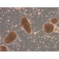 BALB/c Mouse Pancreatic Islets