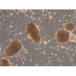 BALB/c Mouse Pancreatic Islets