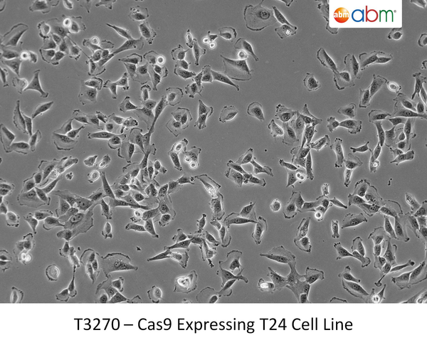 Cas9 Expressing T24 Cell line | Applied Biological Materials (abm)