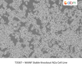 MANF Stable Knockout N2a Cell Line – Figure 1 of 1