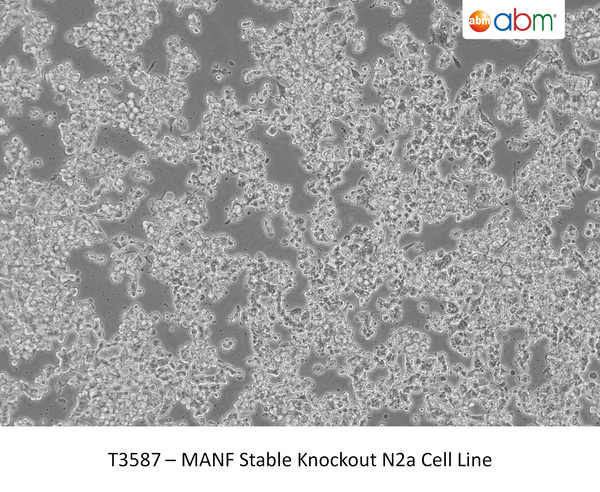 MANF Stable Knockout N2a Cell Line – Figure 1 of 1