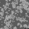 J774A.1 cell