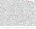 Immortalized Human Hair Follicle Inner Root Sheath Cell Line - SV40 + hTERT | Applied Biological Materials (abm)
