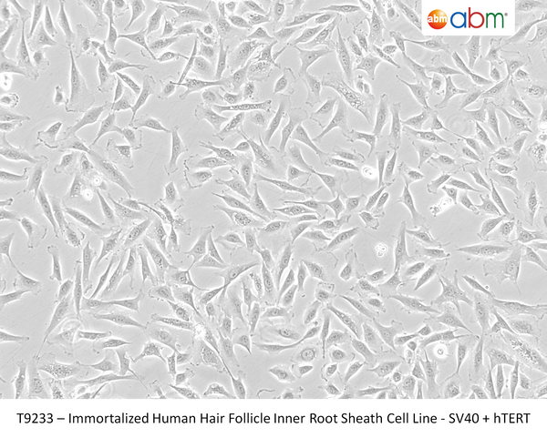 Immortalized Human Hair Follicle Inner Root Sheath Cell Line - SV40 + hTERT | Applied Biological Materials (abm)
