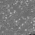 J82 cell