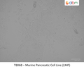 Murine Pancreatic Cell Line (LMP) | Applied Biological Materials (abm)