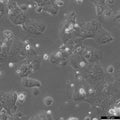 JEG-3 cell