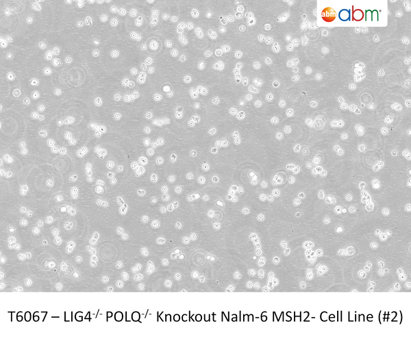 LIG4<sup>-/-</sup>POLQ<sup>-/-</sup>  Knockout Nalm-6 MSH2- Cell Line (#2) | Applied Biological Materials (abm)