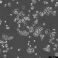 JIMT-1 cell