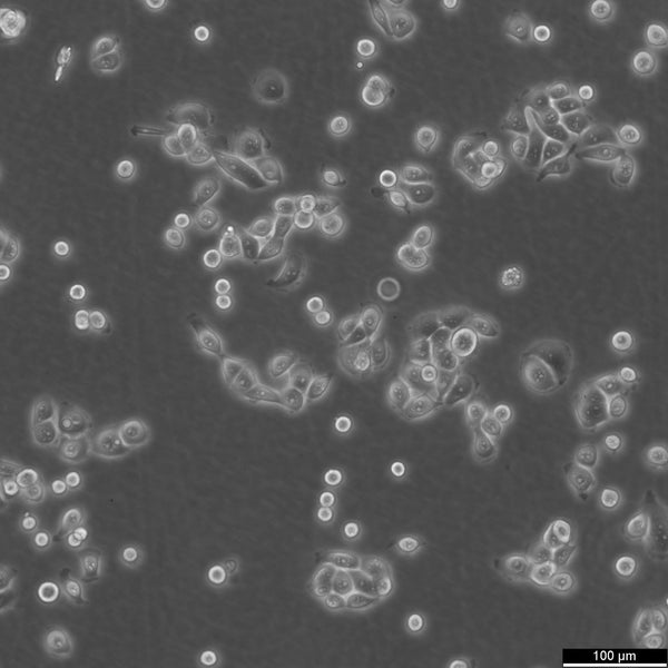 JIMT-1 cell