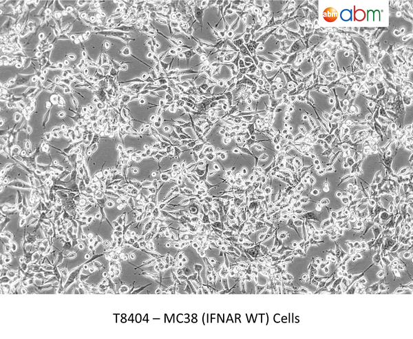 MC-38<sup>IFNAR WT</sup> Cells | Applied Biological Materials (abm)