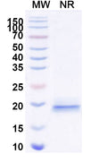 SDS-PAGE for Anti-Helicobacter pylori ureC/glmM Nanobody (HMR23)