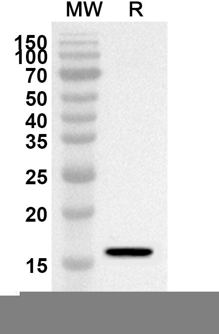 Western blot analysis was performed using anti-Blomia tropicalis (Mite) Blo t 5/BLOT5 polyclonal antibody at 1ug/mL on recombinant Blomia tropicalis (Mite) Blo t 5/BLOT5 (Catalog No. JN010012).