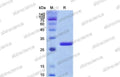 SDS-PAGE for SUMO Protease (ULP1)