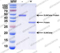 -: Negative control (without SUMOstar Protease); +: Enzyme-treated sample (with SUMOstar Protease)
