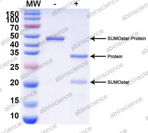 -: Negative control (without SUMOstar Protease); +: Enzyme-treated sample (with SUMOstar Protease)
