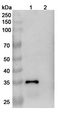 Detects Dermatophagoides farinae (American house dust mite), Dermatophagoides pteronyssinus (European house dust mite) DERF1/DERP1 in indirect ELISAs.