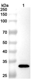 Western blot analysis was performed using anti-FHAB polyclonal antibody at 1ug/mL on various samples.
Lane 1: recombinant Bordetella pertussis fhaB/FHA (Catalog No: JN030012)