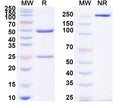 SDS-PAGE for InVivoMAb Anti-Candida albicans HSP90 Antibody (Iv0155)