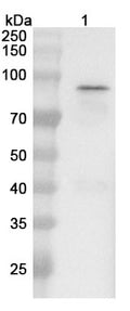 Anti-Candida albicans HSP90 Polyclonal Antibody – Western blot, Lane 1: recombinant Candida albicans HSP90 (JN043012).