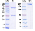 Anti-Human clfA/Clumping factor A Reference Antibody (Tefibazumab) – Figure 1 of 1