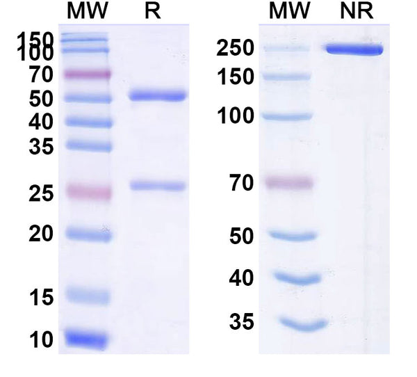 Anti-Human clfA/Clumping factor A Reference Antibody (Tefibazumab) – Figure 1 of 1