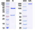 SDS-PAGE for InVivoMAb Anti-Plasmodium vivax RBP2b Antibody (4F7)