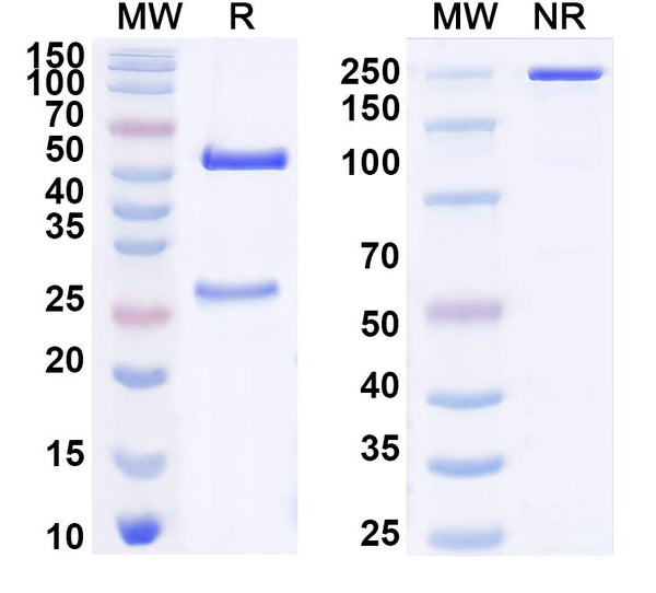 SDS-PAGE for InVivoMAb Anti-Plasmodium vivax RBP2b Antibody (4F7)