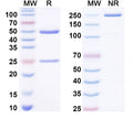 SDS-PAGE for Anti-LPS/Lipopolysaccharide Antibody (SAA0578)