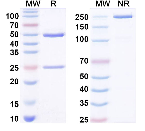 SDS-PAGE for Anti-LPS/Lipopolysaccharide Antibody (SAA0578)