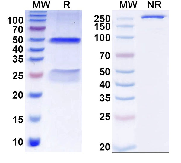 SDS-PAGE for Anti-LPS/Lipid A Antibody (SAA0579).
