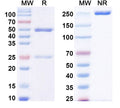 SDS-PAGE for Anti-LPS/Lipid A Antibody (SAA0580)