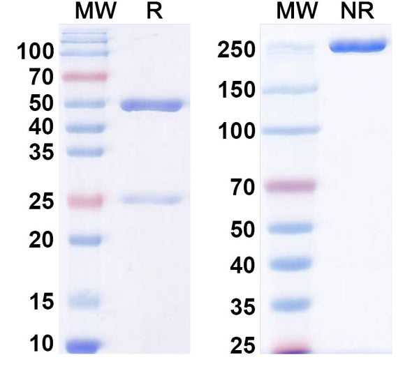 SDS-PAGE for Anti-LPS/Lipopolysaccharide Antibody (SAA0583)