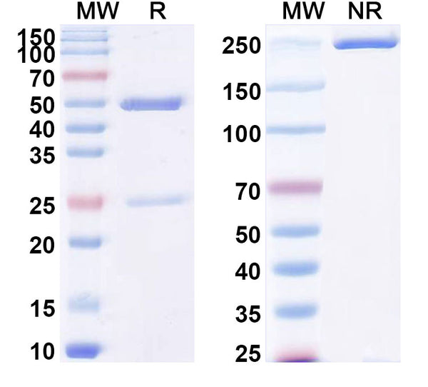 SDS-PAGE for Anti-LPS/Lipopolysaccharide Antibody (SAA0590)