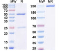 SDS-PAGE for Anti-LPS/Lipopolysaccharide Antibody (SAA0591)
