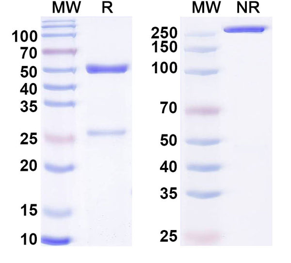 SDS-PAGE for Anti-LPS/Lipopolysaccharide Antibody (SAA0594)
