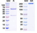 SDS-PAGE for Anti-LPS/Lipopolysaccharide Antibody (SAA0597).