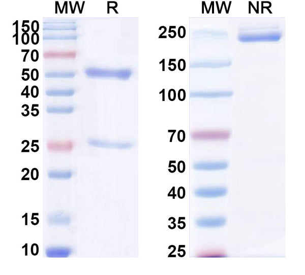SDS-PAGE for Anti-LPS/Lipopolysaccharide Antibody (SAA0598)