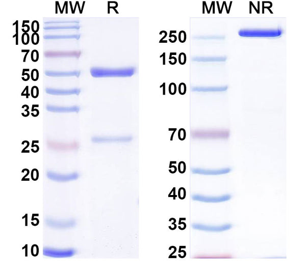 SDS-PAGE for Anti-LPS/Lipopolysaccharide Antibody (SAA0600)