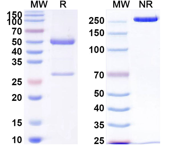 SDS-PAGE for Anti-LPS/Lipopolysaccharide Antibody (SAA0602)
