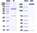 SDS-PAGE for Anti-LPS/Lipopolysaccharide Antibody (SAA0604)