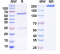 SDS-PAGE for Anti-LPS/Lipid A Antibody (SAA0609).