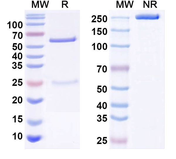 SDS-PAGE for Anti-LPS/Lipid A Antibody (SAA0609).