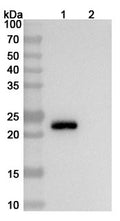 SEC-HPLC detection for Anti-Escherichia coli O157:H7 shiga toxin type 1 B/stx1B Antibody (5-5B).