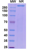 Anti-Escherichia coli shiga toxin type 1B/stx1B Reference Antibody (Pritoxaximab) – Figure 1 of 1