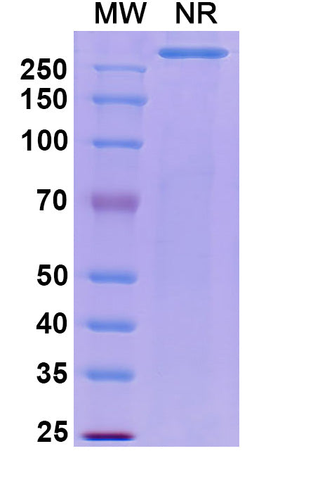 Anti-Escherichia coli shiga toxin type 1B/stx1B Reference Antibody (Pritoxaximab) – Figure 1 of 1