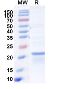 Recombinant Pseudomonas aeruginosa PcrV Protein, N-His